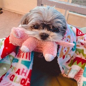 Meet your Posher, Ashton